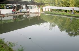 Wawan Harian Bawal Buka Siang Malam Dilarang Bawa Pulang Ikan Kabar Mancing