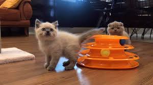 Adana Cins Kedi Evi Home Facebook