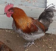 To qualify for free shipping, these breeds do have a higher minimum order amount. Meyer Hatchery Chicken Pics Anyone Page 859 Backyard Chickens Learn How To Raise Chickens