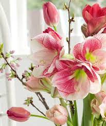 Award Winning Amaryllis Apple Blossom Hippeastrum An Old Time Favorite Is A Real Knockout With Its Large Funn In 2020 Beautiful Flowers Amaryllis Pretty Flowers