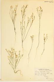 Image result for Linaceae