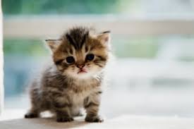 Jangan Usir Kucing Yang Mendekati Kamu Saat Makan Ini Penjelasannya Sinar Jateng