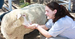 Ellie laks started the gentle barn foundation in california. The Gentle Barn Kind Traveler