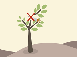 Dwarf key lime tree care also includes good watering practices and regular fertilizing. How To Prune A Lime Tree 10 Steps With Pictures Wikihow
