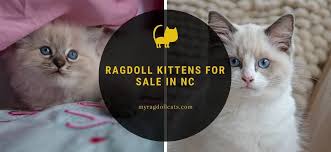 Our photographs, website content , video's and intellectual property are. Ragdoll Kittens For Sale In Nc My Ragdoll Cats