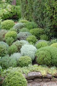 Jardin De La Louve Rouge Garance Jardin Mediterraneen Jardins Amenagement Jardin