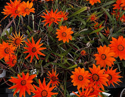 Image result for Gazania krebsiana