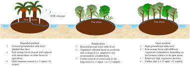 The price for basic necessities are relatively cheaper here compared to hypermarket. Paludiculture As A Sustainable Land Use Alternative For Tropical Peatlands A Review Sciencedirect