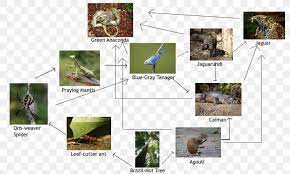 Amazon Rainforest Bird Hoh Rainforest Parrot Food Chain Png 1000x600px Amazon Rainforest Bird Eating Ecosystem Fauna