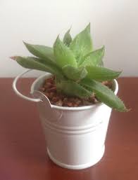 E' necessario ricorrere a concimi specifici, appositamente bilanciati per le succulente. Composizioni Con Piante Grasse