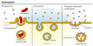 The Different Types Of Endocytosis Nhập Bao Endocytosis Is A Form Of Active Transport In Which A Cell T Cell Membrane Plasma Membrane Cell Membrane Structure