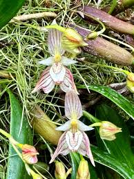 Image result for Bulbophyllum sp. nov