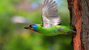 Download Wallpaper 1920x1080 Birds Flying Colorful Female Tree Full Hd 1080p Hd Background Bird Birds Flying Birds Wallpaper Hd