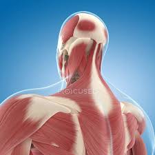 Surface anatomy of the head and neck. Back And Neck Musculature Male Human Anatomy Stock Photo 160086352