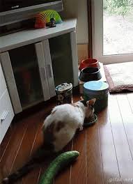 Another Gif With Cat Afraid Of Cucumber Funny Funnygifs Catlovers Cats Pets Cuteanimals Funny Cat Jokes Cats Cat Selfie