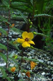 Image result for Chamaecrista