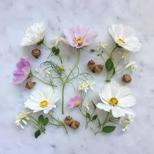 Maybe you would like to learn more about one of these? The September Garden Sweet Autumn Clematis Cosmos Acorns Happy Wednesday All Sweet Autumn Clematis Autumn Clematis Clematis