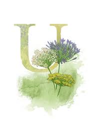 Lettre U Ombelle Nature Art Alphabet 8 5 X 11 Etsy Flower Alphabet Alphabet Art Art
