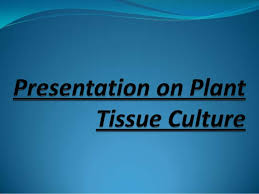 By providing a 5% co2 overlay in a cell culture process you are ensuring that you will roughly maintain 5% dissolved co. Cell Culture Media Ppt Animal Cell Culture Media