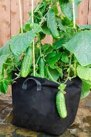 Incorporate organic matter and a complete fertilizer into the area before planting. Cucumber Growing Fertilizer Cromalinsupport