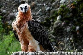 Also das gab es bisher wohl noch nie 🦅 diesen donnerstag werden bei uns im nationalpark die ersten deutschen bartgeier seit ihrer ausrottung vor mehr als 100 jahren wiederangesiedelt. Bartgeier Steckbrief Verbreitung Brutzeit Lebensraum Bilder Referat