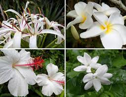 We did not find results for: Planting A Garden With All White Tropical Flowers See Photos Dengarden