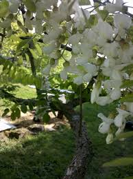 Maybe you would like to learn more about one of these? What S Blooming Nashville Area Beekeepers Association