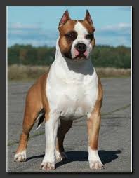 Is dedicated to ensuring patient care needs are met by highly qualified professionals in a safe, efficient, and effective manner. Accueil Elevage Burning Staff Eleveur De Chiens American Staffordshire Terrier
