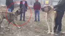 Anatolian Shepherd Dog Vs Capar Anadolu Coban Kopegi Vs Capar Atisma Steemit