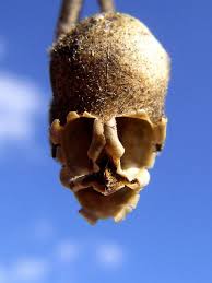 Single Skull Like Snapdragon Seed Capsule Snapdragon Flowers Rare Flowers Weird Plants