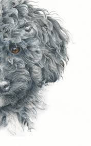 How To Paint A Curly Haired Poodle In Watercolor Rebecca Rhodes Poodle Drawing Watercolor Dog Dog Paintings
