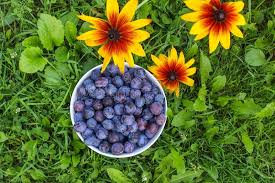 Ähnlich wie der apfelwickler beim apfelbaum befällt der pflaumenwickler häufig den pflaumenbaum und vor allem seine früchte. Blaue Pflaumen Im Garten In Einer Tasse Stockbild Bild Von Tasse Garten 161998551