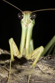 Houseflies are not the only pesky insects who should fear these feed your mantis flies, caterpillars, grasshoppers, crickets and other bugs. Chinese Mantis Chinese Mantid Mdc Discover Nature