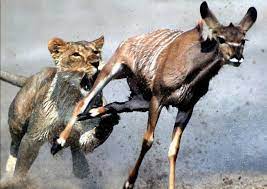 It knows it must outrun the slowest gazelle or it will starve to death. Inspirational Quote Of The Day