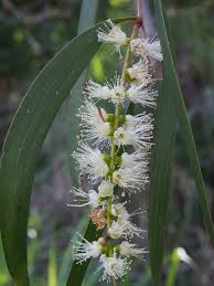 Image result for Melaleuca leucadendron