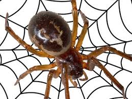 False widow generally refers to one of 120 species of spider that resemble a genus to which the notorious black widow, which has a bite that left untreated you are unlikely to encounter the false widow spider if you live in the north of the country, with the furthest recent sighting being in east anglia. False Widow Spiders How Dangerous Are The Poisonous Behind Bites In The Uk Mirror Online