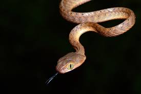 Ular sawa batik terbesar di dunia. Bisakah Kita Hidup Bertetangga Dengan Ular Mongabay Co Id Mongabay Co Id