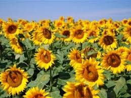 Growing from seed also requires careful attention to lighting and temperature requirements, and use of very particular soil. How Plant Sunflowers Youtube