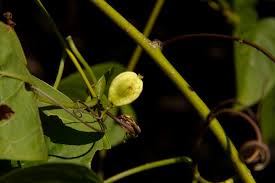 Image result for Gouania scandens