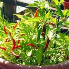 Many ants eat the sweet fluid called 'honeydew' excreted by aphids. Growing The African Red Devil Pepper Plant Dengarden