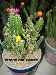 First of all, don't grab the spines. Cactus Flowers Real Or Fake On Line Guide To The Positive Identification Of Members Of The Cactus Family
