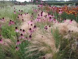 Achnatherum Calamagrostis Elegant En Rijkbloeiend Siergras Dat Mooi Beweegt In Wind De Hoogte Na 10 Jaar Prairie Garden Prairie Planting Grasses Landscaping