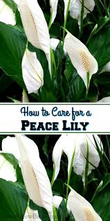 Check spelling or type a new query. 5 Tips How To Care For A Peace Lily Plant Reuse Grow Enjoy