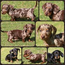 Here i have my beautiful dachshund puppies for sale they are 3 girls ready to go 27.january and they will be microchipped wormed and all their vaccina. Puppies For Sale Page 108 Of 245 Puppies From Breeders Private Homes