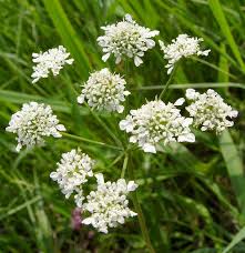 Image result for Oenanthe mildbraedii