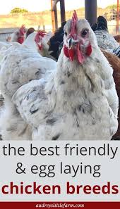 5 Best Chicken Breeds For Beginners Audrey S Little Farm Chicken Breeds Laying Chickens Breeds Chickens Backyard Breeds