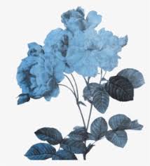 Maybe you would like to learn more about one of these? Blue Aesthetic Hd Blue Flowers Iphone Background Hd Png Download Transparent Png Image Pngitem