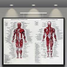 Human Body Muscle Anatomy System Poster Anatomical Chart