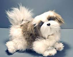 Maybe you would like to learn more about one of these? Mi Ki Puppies For Sale Mi Ki Dog Breeders