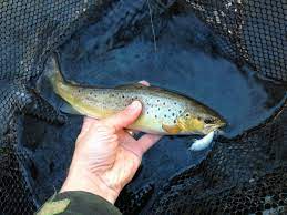 Pin On Trout Fishing